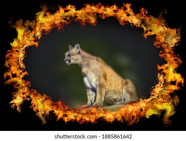 Photo Of A Cougar Sitting In Ambush In A Frame With Fire