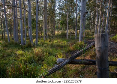 A photo of the countryside taken early one morning in rural New South Wales, Australia, showing an old fence in the foreground with the early morning sun shining weakly through the tall gum trees.  - Shutterstock ID 2251233579