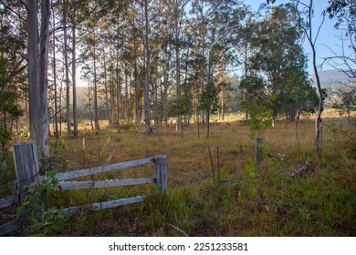 A photo of the countryside taken early one morning in rural New South Wales, Australia, showing an old fence in the foreground with the early morning sun shining weakly through the tall gum trees.  - Shutterstock ID 2251233581