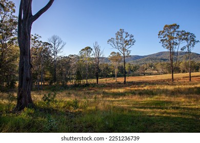 A photo of the countryside taken early one morning in rural New South Wales, Australia, showing tall gum trees and distant hills.   - Shutterstock ID 2251236739