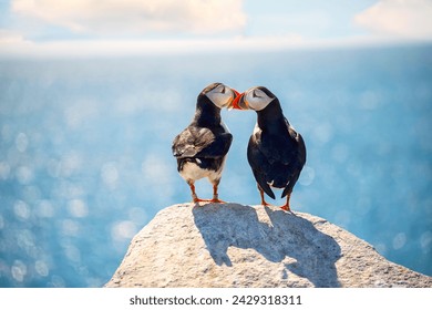 Photo of a couple of kissing puffin birds against the background of the ocean. Romantic pair of birds.
