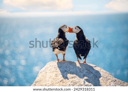 Photo of a couple of kissing puffin birds against the background of the ocean. Romantic pair of birds.