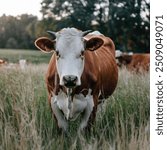 A photo of a cow standing in a field of tall grass. The cow has a brown body, a white face, and a black nose. The cow