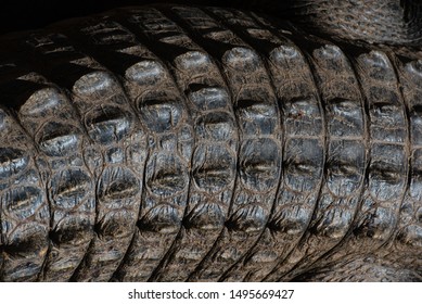 The Photo Of Crocodile, Australia