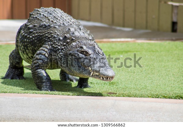 Photo Crocodile Taken Reptile Gardens Rapid Stock Photo Edit Now