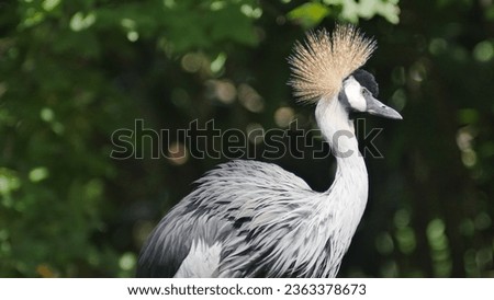 photo of a crown crane 