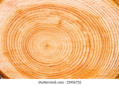 Photo Of Cut The Old Tree With Annual Ring