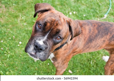 Photo Of A Cute Boxer Dog Outside