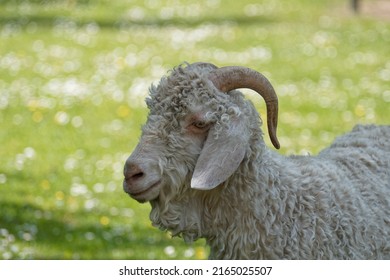 Ram curly horns Images, Stock Photos & Vectors | Shutterstock