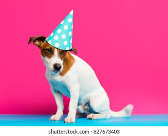 Photo Cute Jack Russel Terrier Birthday Stock Photo 627673403 ...