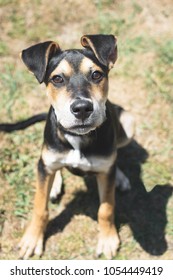 Photo Of A Cute Kelpie Cross Puppy