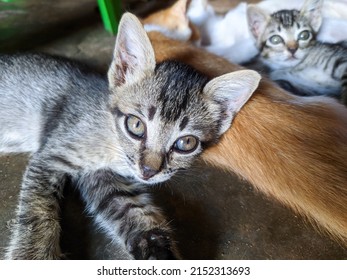 Photo Of Cute Kittens, Asian Cat Breed In Indonesia