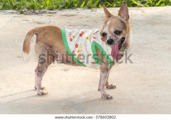 Photo Cute Small Short Haired Chihuahua Royalty Free Stock Image