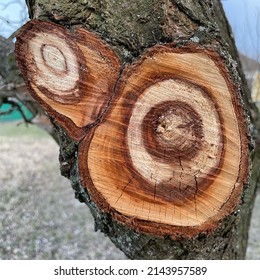 Photo Cuts Of A Tree, Rings Of Trees