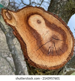 Photo Cuts Of A Tree, Rings Of Trees