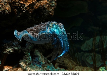 A photo of a cuttlefish