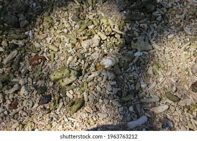 Photo Of Damaged Coral Reef Washed Ashore