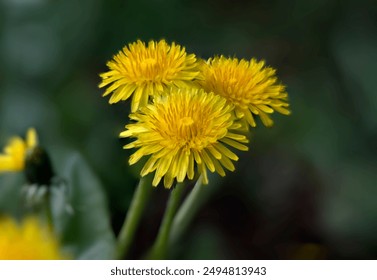 photo of a dandelion, close up  - Powered by Shutterstock