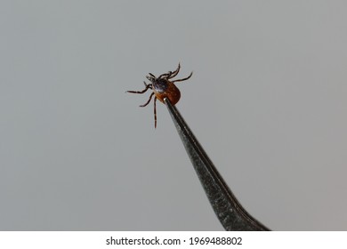 Photo With Dangerous Insect Parasite Tick Clamped In Metal Tweezers