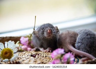 Photo Of Dark Gray Rat In Basket