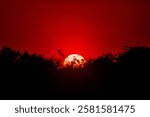 Photo of dark reddish sky with silhouette trees, during winter evening