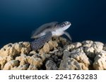 photo de tortue verte marine a la mer rouge