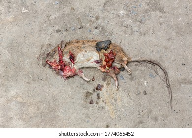 Photo of a dead mouse on Street . Dead rat (Mouse),Sluggish and dead rats pierced with ants eat on the road (Food chain). Dead rat on the asphalt in the neighborhood of people's housing .