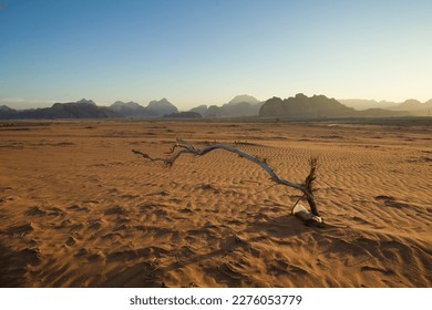 Photo of Dead tree in the sand at sunset, Wadi Rum, Jordan Desert - Powered by Shutterstock