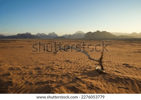 Photo of Dead tree in the sand at sunset, Wadi Rum, Jordan Desert