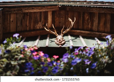 Photo Of A Dear Skull Decoration On Wooden Country House