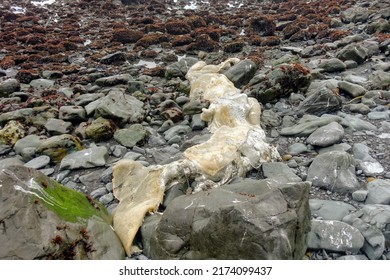 A Photo Of A Decomposing Gray Whale Carcass Washed Up On The Shores Of The Pacific West Coast Near Trinidad, California