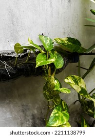 Photo Of Devil's Ivy Plant, Taken From A Close-up Angle