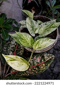 Photo Of Devil's Ivy Plant, Taken From A Close-up Angle