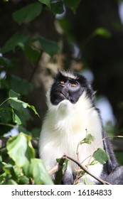 Photo Of A Diana Monkey (Guenon)