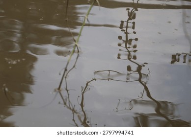 photo of distorted reflections of tree branches on the surface of a calm body of water
