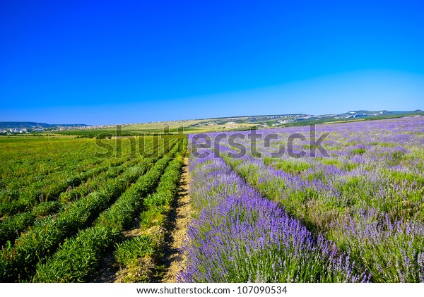 Photo is divided\
in half a field of\
lavender