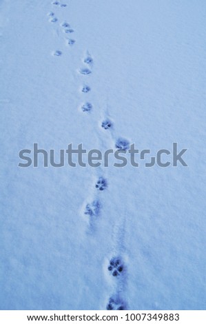 Similar – Barefoot tracks in the snow