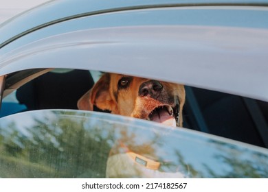 Photo of a dog left in a car during a hot summer day. Animal care. Responsible dog owner - Shutterstock ID 2174182567