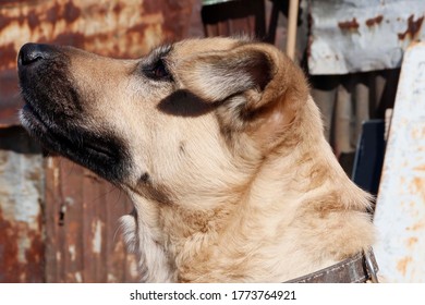 Photo Of A Dog Looking To The Left With Streets In The Background