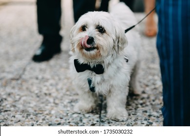 photo of a dog in the street wearing a bow tie