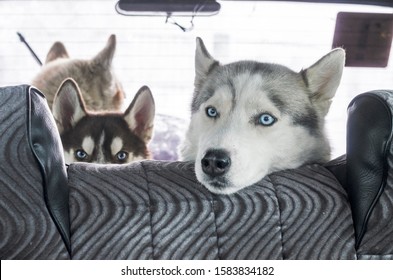 Photo of dogs of the Siberian Husky breed in the back seat of a car on the road