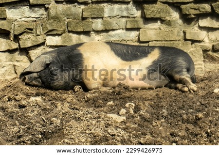 Photo of a domestic pig lying in a paddock by a stone wall. Stone wall, dug up ground. Two-tone domestic pig, resting, lying down, animal, omnivore.