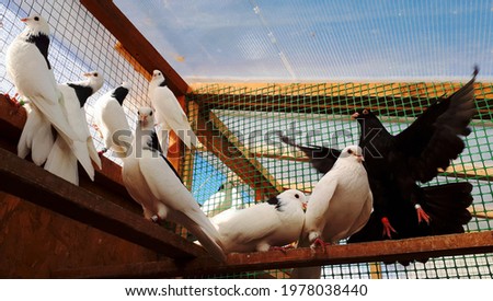 Photo of domestic pigeons in an aviary on a clear summer day. Dovecote with live pigeons of white and black colors. Breeding and keeping of domestic pigeons.