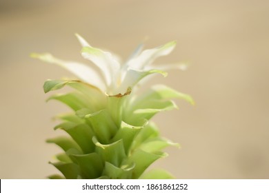 Hidden Ginger Lily Hd Stock Images Shutterstock