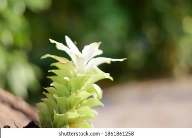 Hidden Ginger Lily Hd Stock Images Shutterstock