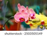 Photo of Doritaenopsis Orchid. Doritaenopsis orchids are native to Southeast Asia, including Indonesia, Thailand, Malaysia.  The flowers of Doritaenopsis orchids are beautiful. Nice for wallpaper