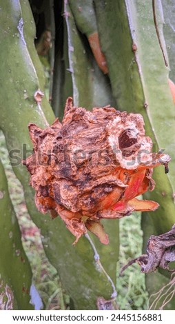 photo of dragon fruit attacked by pests
