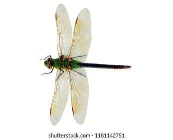 Top View Dragonfly Isolated On White Stock Photo (Edit Now) 1087722299