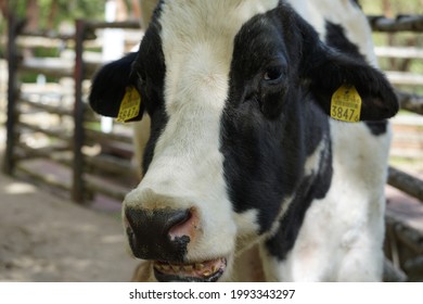 Photo Of A Drooling Cow