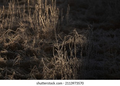 Photo Of Dry Grass Meadow Covered By Frost. Winter Frosty Rural Scene With Beautiful Sunrays.